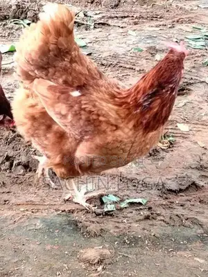 Chickens