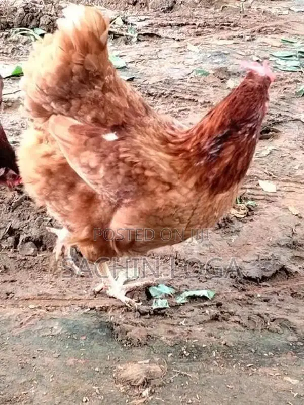 Chickens