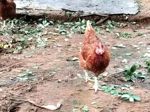 Chickens