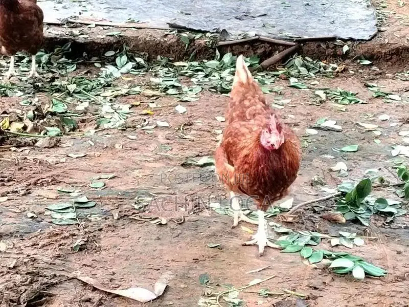 Chickens