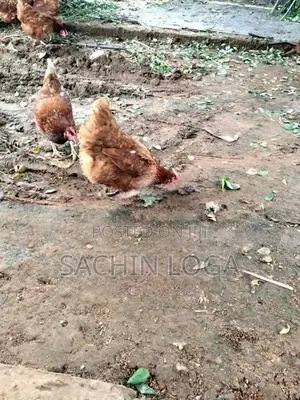 Chickens