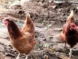 Chickens