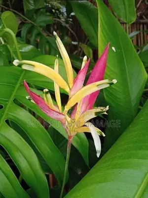 Heliconia Plant