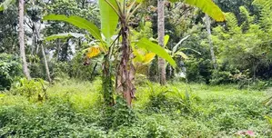 කන්තලේ – වාන්ඇල ප්‍රදේශයෙන් වටිනා ඉඩමක් විකිණීමට!