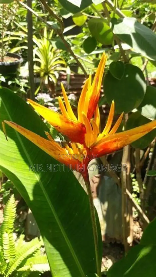 Heliconia Plant