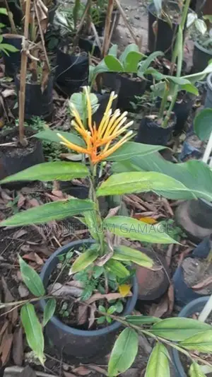 Heliconia Plant