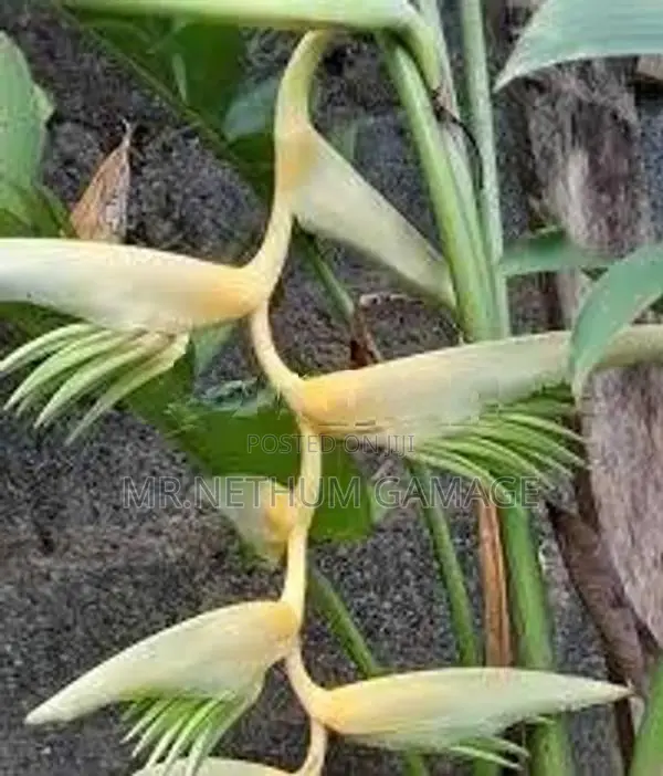 Heliconia Plant