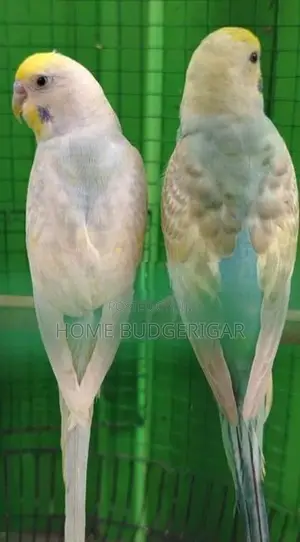 Rainbow Love Birds