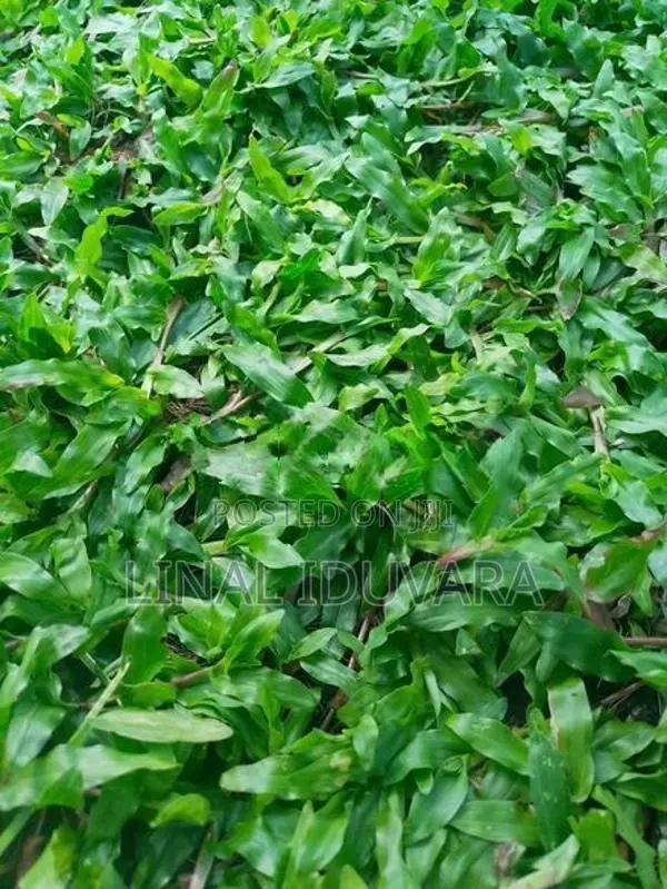 Malesian Grass