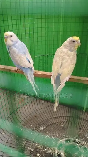Rainbow Love Birds