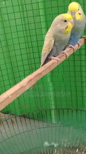 Rainbow Love Birds