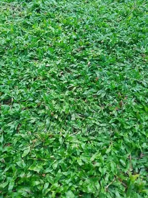 Malesian Grass