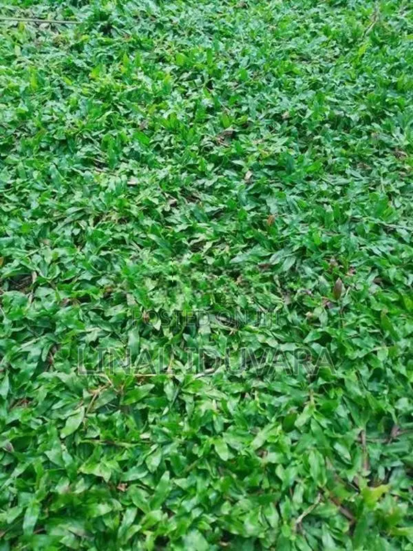 Malesian Grass