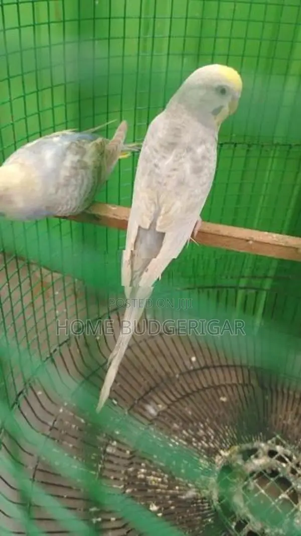 Rainbow Love Birds