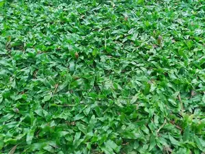 Malesian Grass
