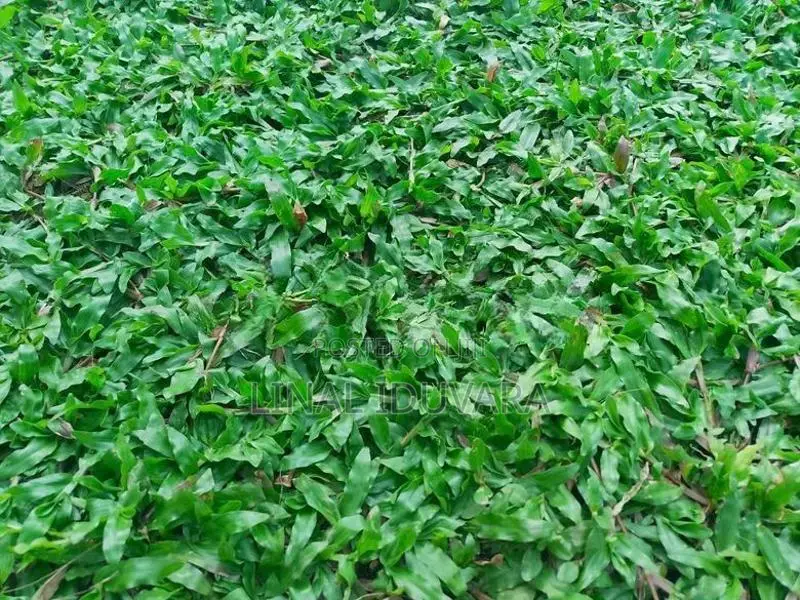 Malesian Grass
