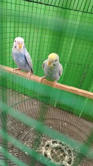Rainbow Love Birds