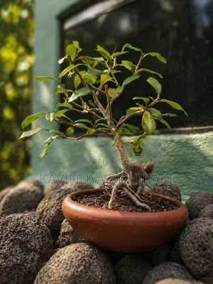 Bonsai Plant