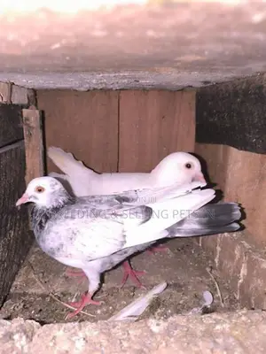 Indian Timing Pigeons