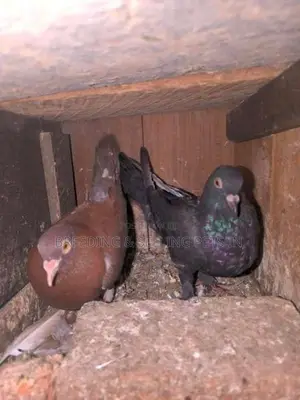 Indian Timing Pigeons