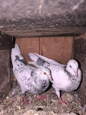 Indian Timing Pigeons