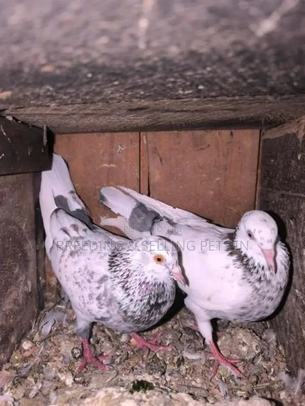 Indian Timing Pigeons
