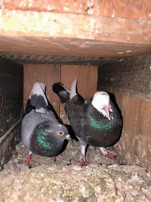 Indian Timing Pigeons
