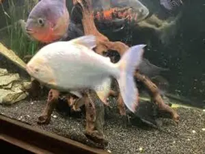 Aquarium Fishes Set
