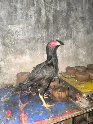 Roosters & Hens
