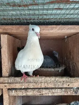 Pigeons