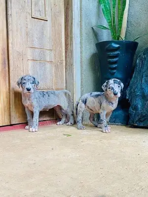 Great Dane Puppy
