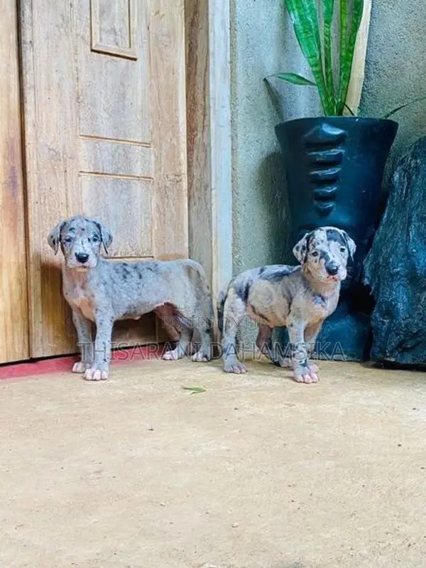 Great Dane Puppy