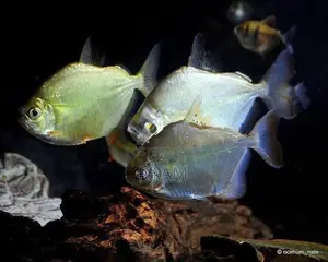 Aquarium Fishes Set
