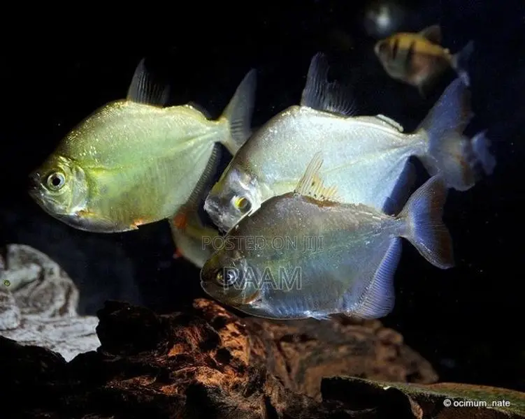 Aquarium Fishes Set