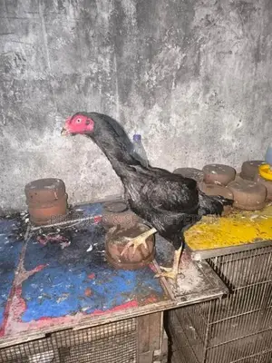 Roosters & Hens