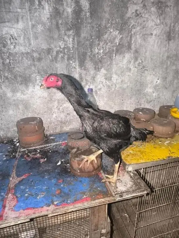 Roosters & Hens