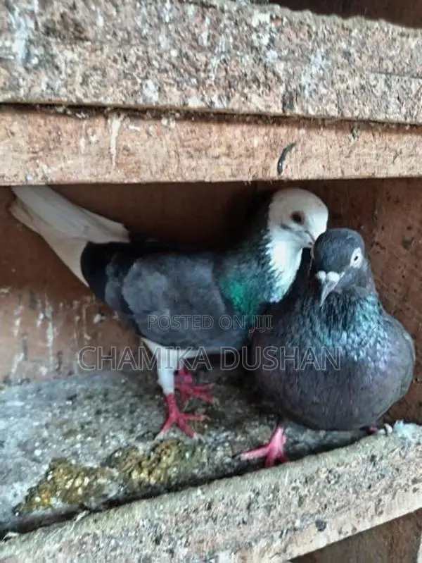 Pigeons