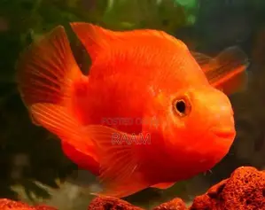 Aquarium Fishes Set