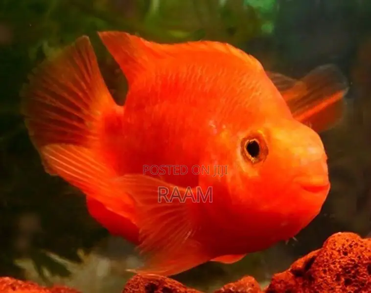 Aquarium Fishes Set