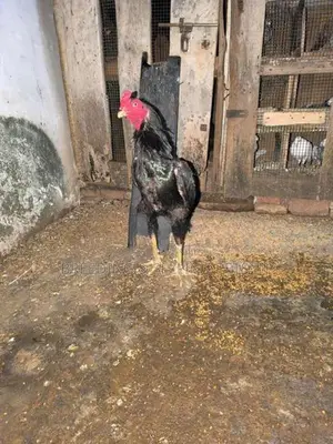 Roosters & Hens