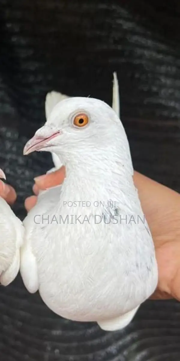 Pigeons