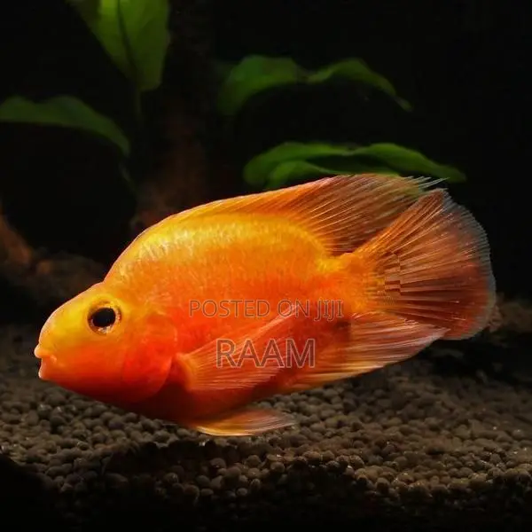 Aquarium Fishes Set