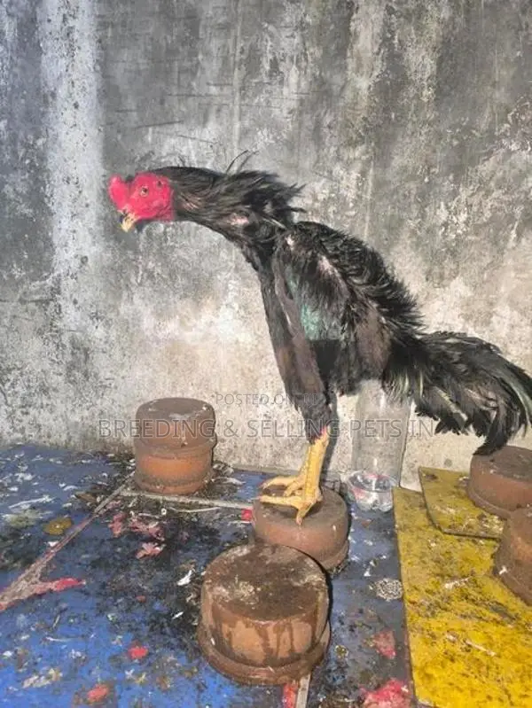 Roosters & Hens