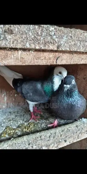 Pigeons