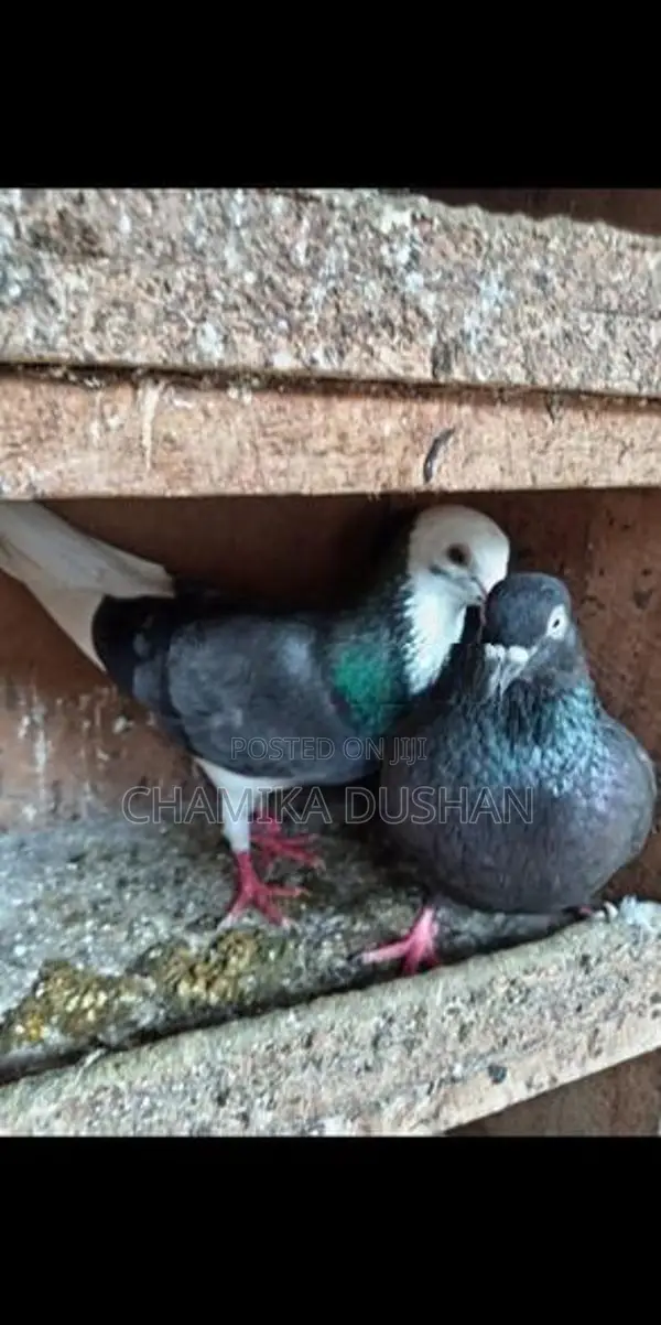 Pigeons