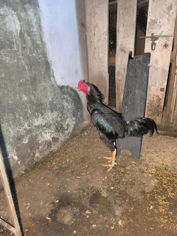 Roosters & Hens