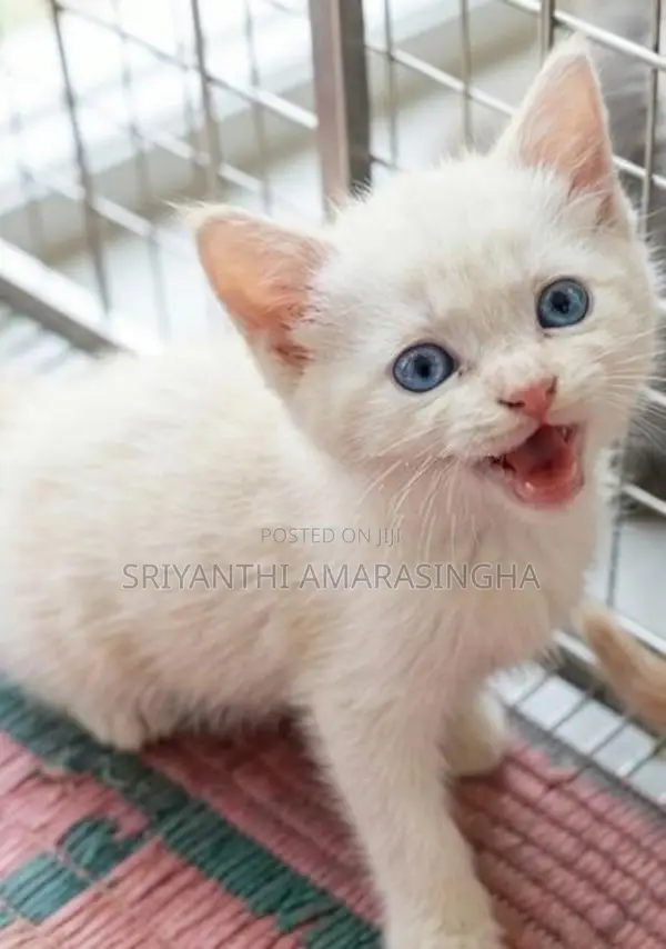 Mix Persian Cats