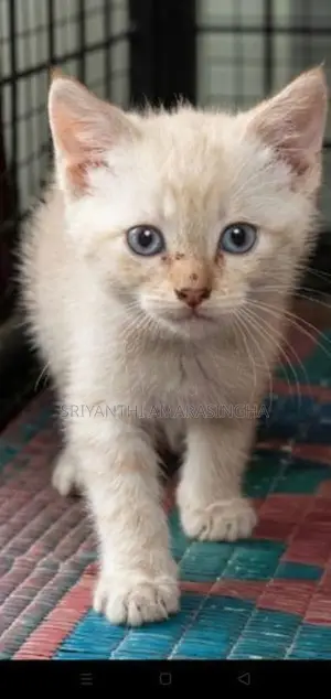 Mix Persian Cats