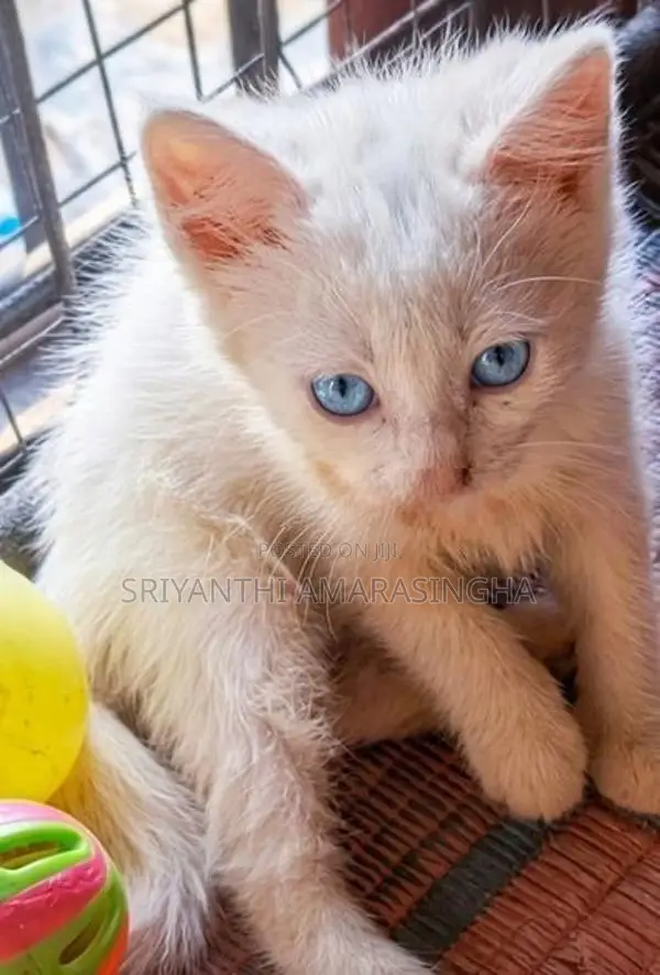 Mix Persian Cats