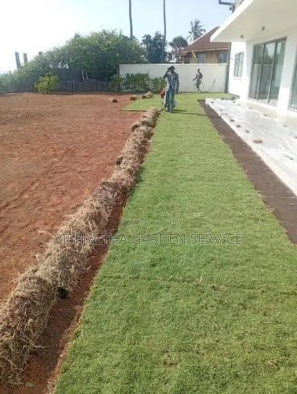 Australian Grass